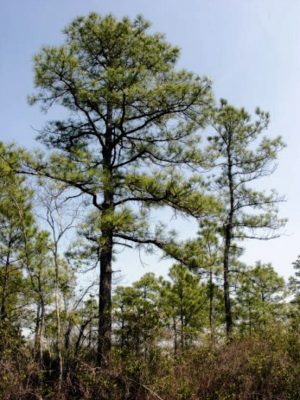 Louisiana Timberland Investment