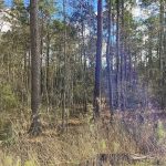 Hunting land for sale in Calcasieu Parish