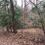 Investment land for sale in West Feliciana Parish